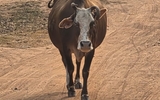 Cow